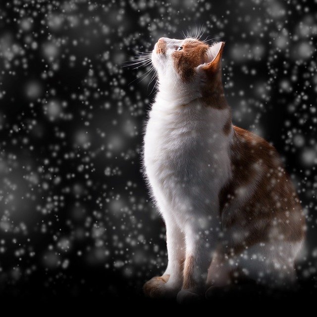 Cat watching snow