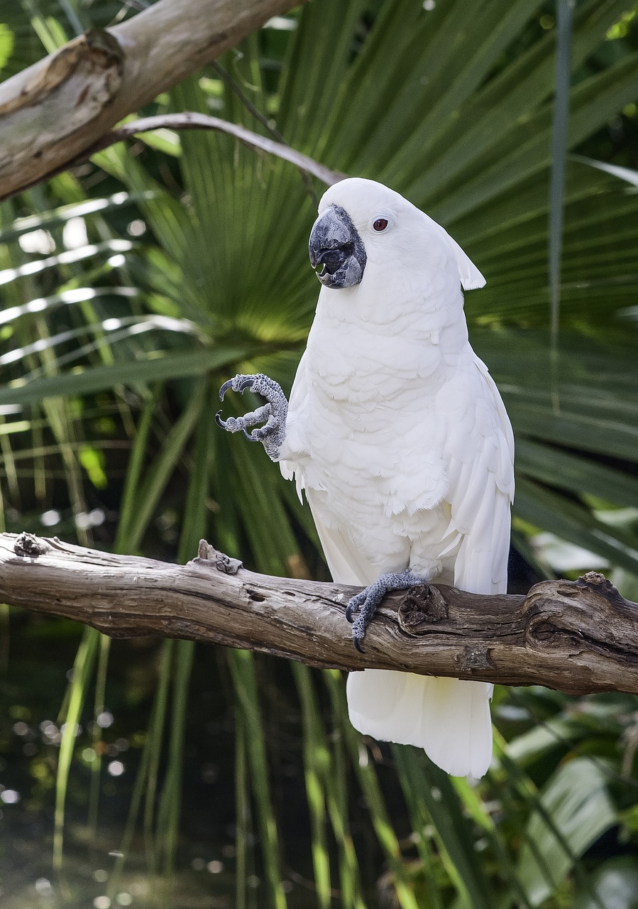 White Cockatoo in a Tree