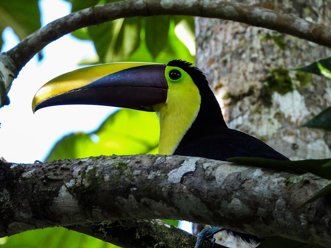 Toucan in a tree