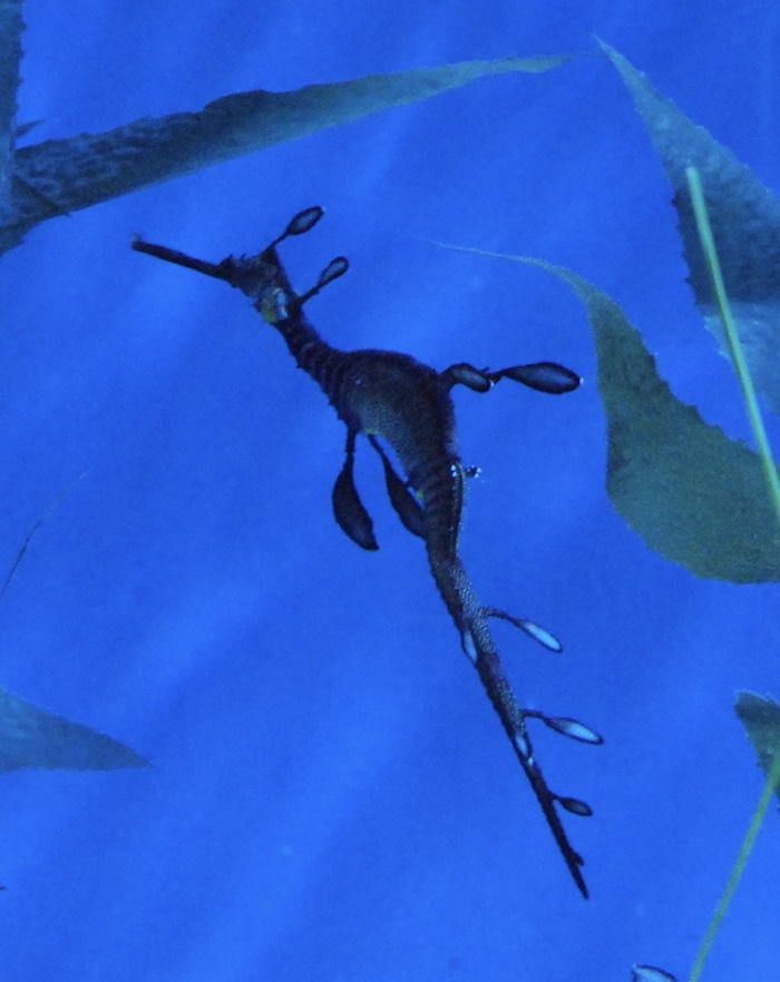 Weedy Sea Dragon image by Tracie Hall 2012