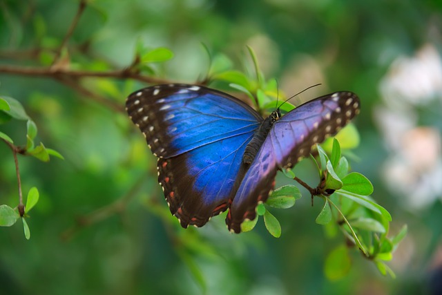 Blue Butterfly