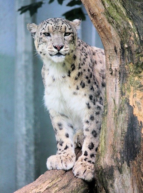 Snow Leopard by a tree.